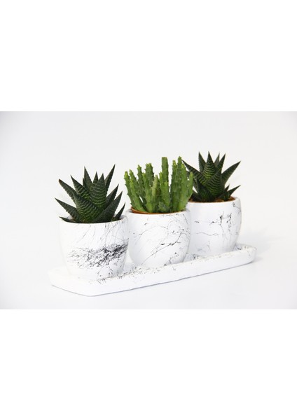 Trio Beyaz Sukulent Seti - Haworthia, Crassula Huernia Angolensis fiyatları