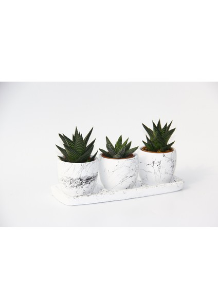 Trio Beyaz Sukulent Seti - Haworthia Pumila, Limifolia modelleri