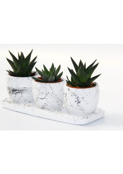 Trio Beyaz Sukulent Seti - Haworthia Pumila, Limifolia fırsatları