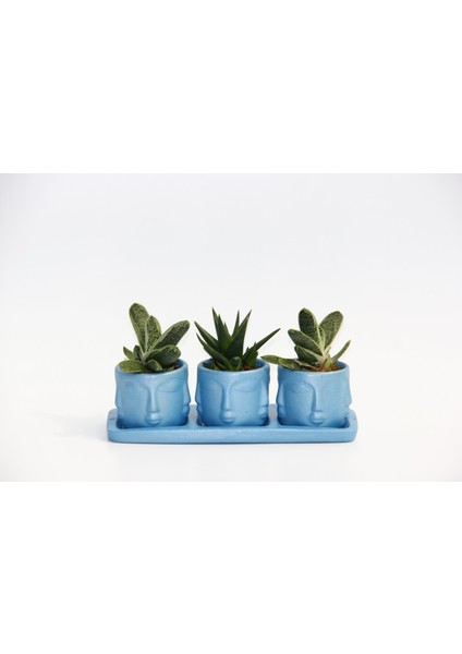 Trio Mavi Adler Sukulent Seti - Gasteria, Haworthia