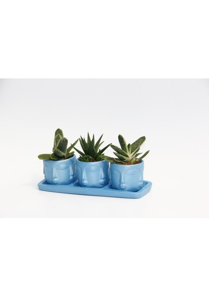 Trio Mavi Adler Sukulent Seti - Gasteria, Haworthia
