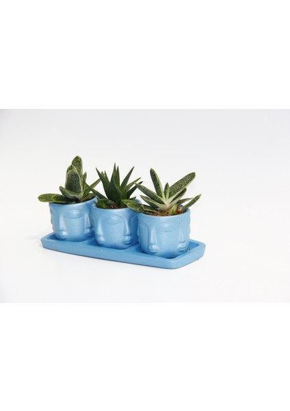 Trio Mavi Adler Sukulent Seti - Gasteria, Haworthia