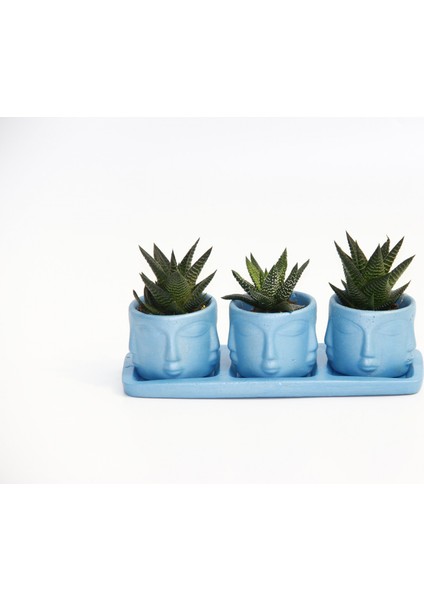 Trio Mavi Adler Sukulent Seti - Haworthia Limifolia, Pumila
