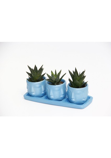 Trio Mavi Adler Sukulent Seti - Haworthia Limifolia, Pumila