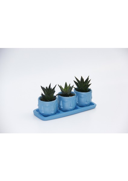 Trio Mavi Adler Sukulent Seti - Haworthia Limifolia, Pumila