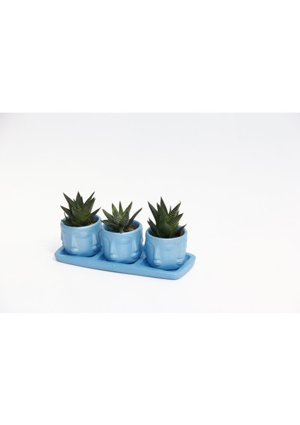 Trio Mavi Adler Sukulent Seti - Haworthia Limifolia, Pumila