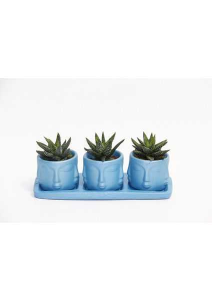 Trio Mavi Adler Sukulent Seti - Haworthia Pumila