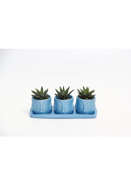 Trio Mavi Adler Sukulent Seti - Haworthia Pumila