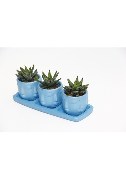 Trio Mavi Adler Sukulent Seti - Haworthia Pumila