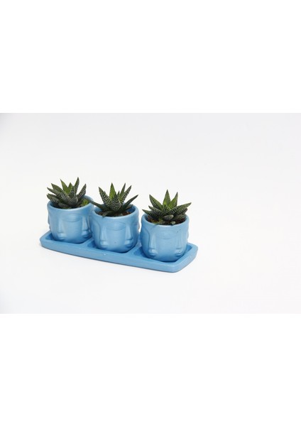 Trio Mavi Adler Sukulent Seti - Haworthia Pumila