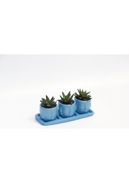 Trio Mavi Adler Sukulent Seti - Haworthia Pumila