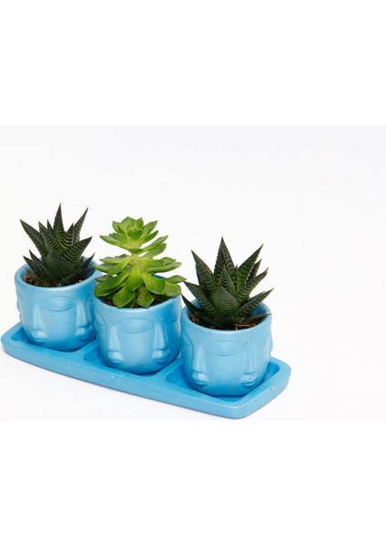 Trio Mavi Adler Sukulent Seti - Haworthia Limifolia, Echeveria
