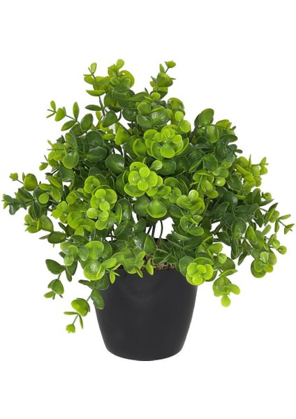 Yapay Çiçek Şimşir Eucalyptus Yapay Bitki Siyah Plastik Saksılı Dekoratif Süs Çiçeği
