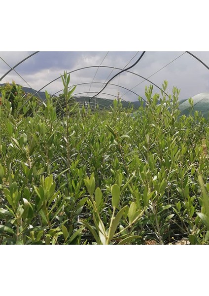 1 Adet Ispanyol Arbequina Bodur Zeytin Fidanı 1 Yaşlı 30-60 cm