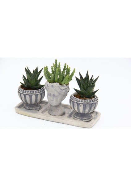 Trio Helen Gri Sukulent Seti Haworthia Limifolia Huernia fiyatları