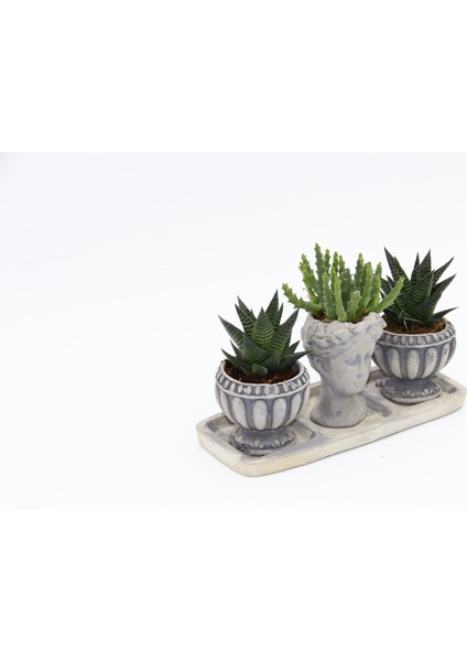 Trio Helen Gri Sukulent Seti Haworthia Limifolia Huernia indirimleri