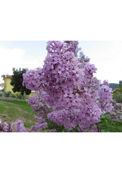 Lala Ahmet Botanik 4'li Leylak Fidanı 50 60 cm Syringa Vulgaris