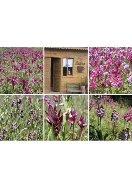 Gold Salep Doğal Saf Katkısız Öğütülmüş Toz Sahlep İçimlik ve Dondurma 500 gr indirimleri