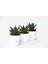 Haworthia Trio Hediyelik Set - 3'lü Limifolia 3