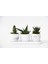 Trio Beyaz Sukulent Seti - Haworthia, Gasteria, Aloe Ferox 1