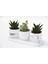 Trio Beyaz Sukulent Seti - Haworthia, Crassula Perforata 4