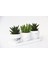 Trio Beyaz Sukulent Seti - Haworthia, Crassula Huernia Angolensis 2