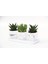 Trio Beyaz Sukulent Seti - Haworthia, Crassula Huernia Angolensis 4