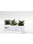 Trio Beyaz Sukulent Seti - Haworthia, Gasteria Obliqua 3