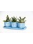 Trio Mavi Adler Sukulent Seti - Gasteria, Haworthia 2