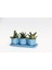 Trio Mavi Adler Sukulent Seti - Gasteria, Haworthia 3