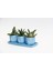 Trio Mavi Adler Sukulent Seti - Gasteria, Haworthia 4