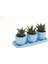 Trio Mavi Adler Sukulent Seti - Haworthia Limifolia, Rigida 4