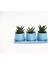 Trio Mavi Adler Sukulent Seti - Haworthia Limifolia, Pumila 1