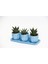 Trio Mavi Adler Sukulent Seti - Haworthia Limifolia, Pumila 2