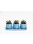 Trio Mavi Adler Sukulent Seti - Haworthia Pumila 1