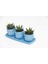 Trio Mavi Adler Sukulent Seti - Haworthia Pumila 3