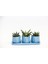 Trio Mavi Adler Sukulent Seti - Haworthia Pumila, Gasteria 1