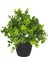 Yapay Çiçek Şimşir Eucalyptus Yapay Bitki Siyah Plastik Saksılı Dekoratif Süs Çiçeği 1
