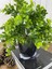 Yapay Çiçek Şimşir Eucalyptus Yapay Bitki Siyah Plastik Saksılı Dekoratif Süs Çiçeği 2