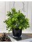 Yapay Çiçek Şimşir Eucalyptus Yapay Bitki Siyah Plastik Saksılı Dekoratif Süs Çiçeği 3