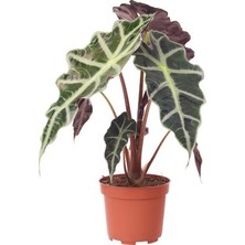 Asel Garden Alocasia Polly ( Fil Kulağı Bitkisi )