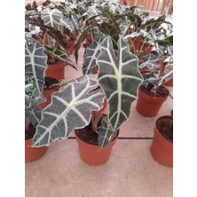 Asel Garden Alocasia Polly ( Fil Kulağı Bitkisi )