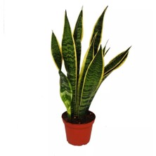 Asel Garden Sanseveria Paşa Kılıcı