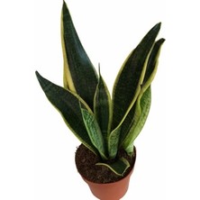 Asel Garden Sanseveria Paşa Kılıcı