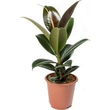 Asel Garden Kauçuk Çiçeği Ficus Elastica