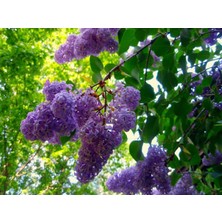 Lala Ahmet Botanik 9 Adet Leylak Fidanı 60-80 cm Syringa Vulgaris