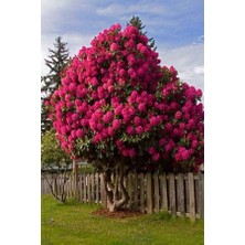 Lala Ahmet Botanik Oya Ağacı Fidanı 50-80 cm Lagerstroemia Indica