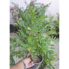 Lala Ahmet Botanik (9 Adet) Mor Salkım Fidanı Wisteria Sinensis, Tüplü,