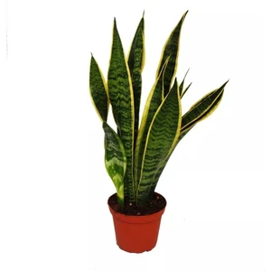 Asel Garden Sanseveria Paşa Kılıcı