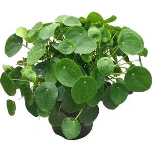 Pilea Çin Para Ağacı Büyük Boy